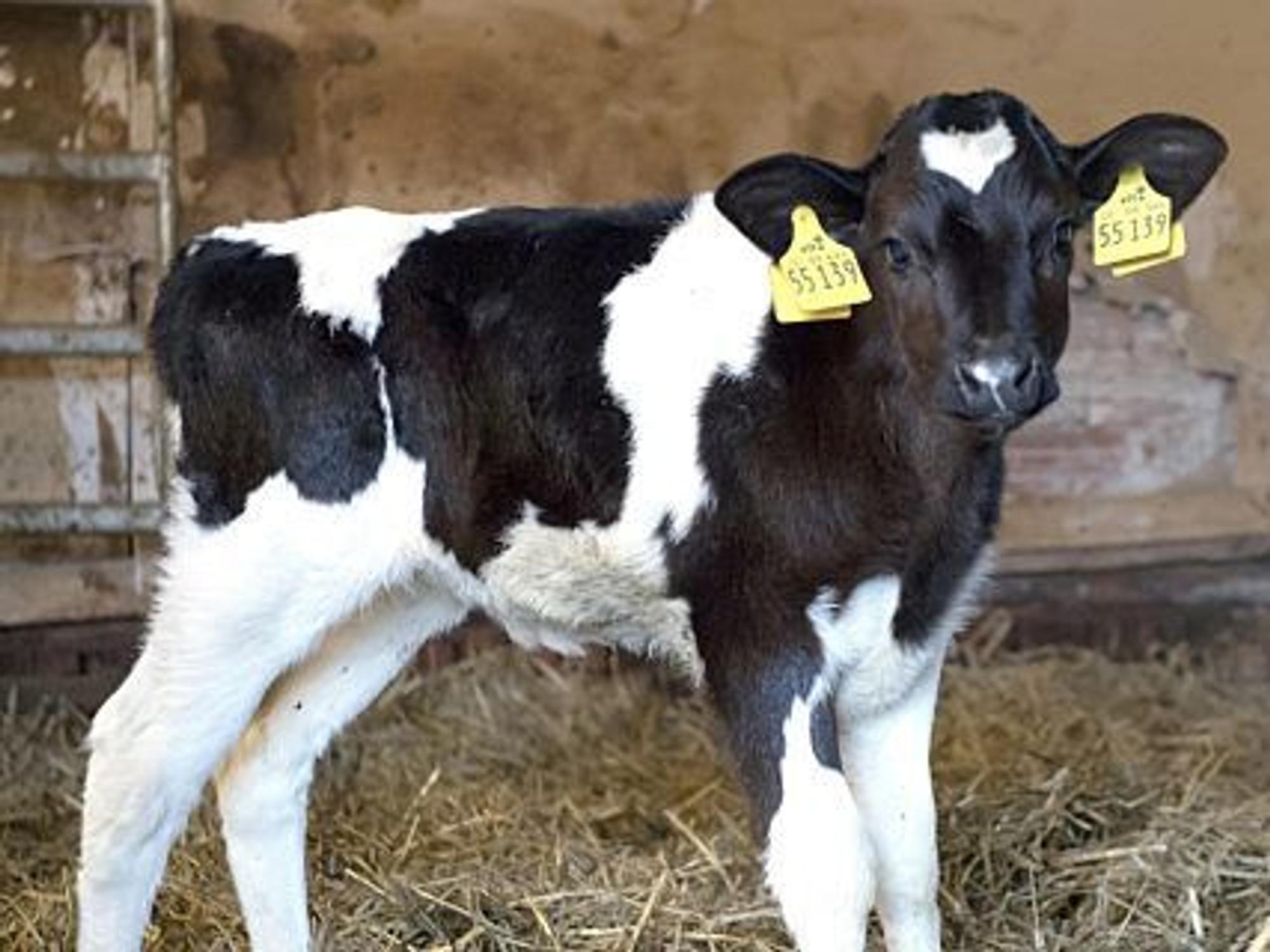Ein Kälbchen steht am 2. Januar 2018 in einem Stall in Niedersachsen.