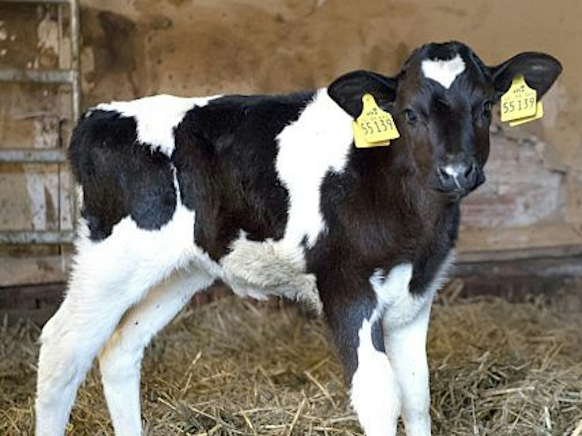 Ein Kälbchen steht am 2. Januar 2018 in einem Stall in Niedersachsen.
