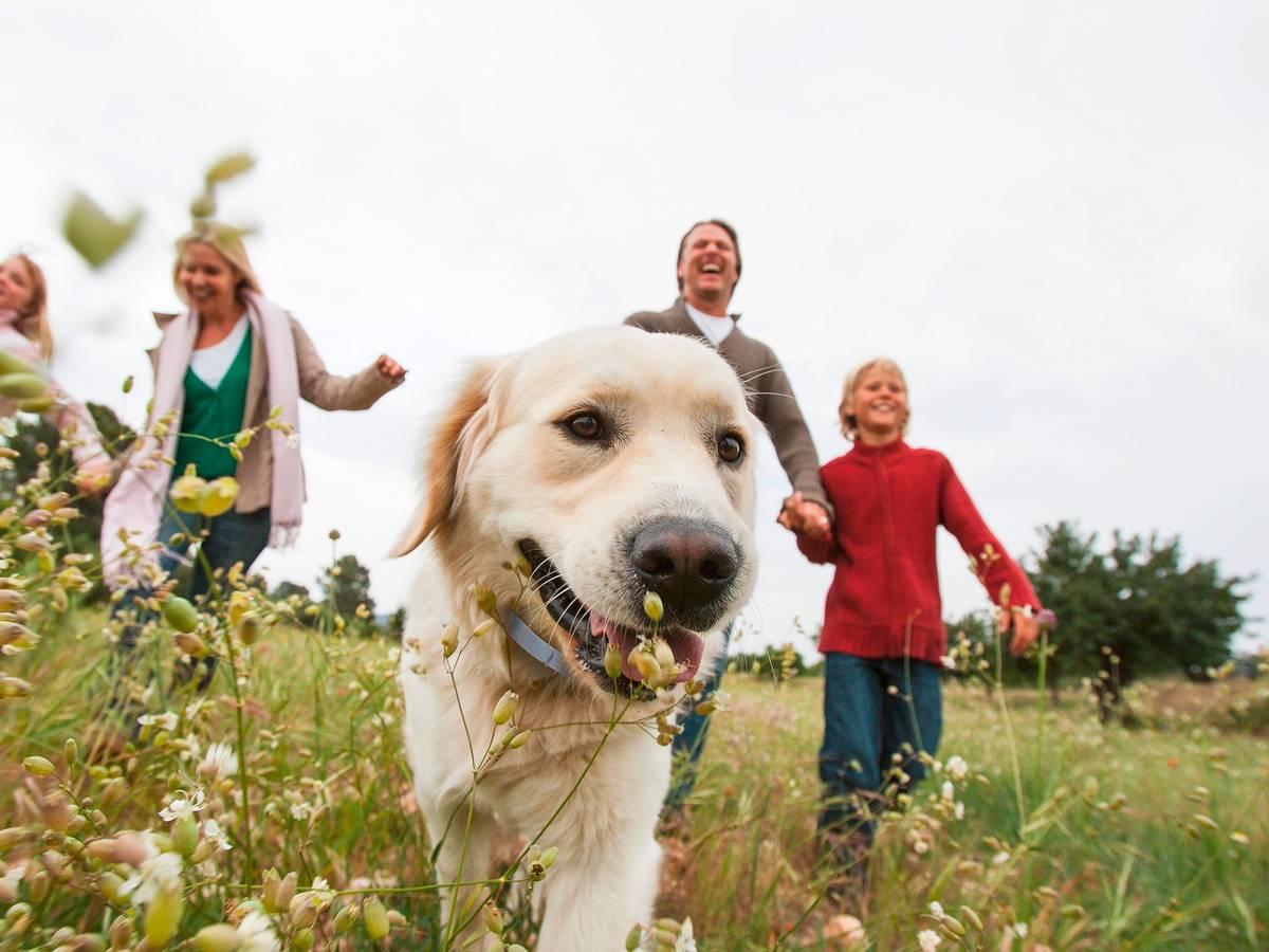 Auf dem Symbolbild ist ein Goldenretriever Hund mit seiner Familie auf einer Wiese zu sehen. Das Bild ist vom 11. März 2022.