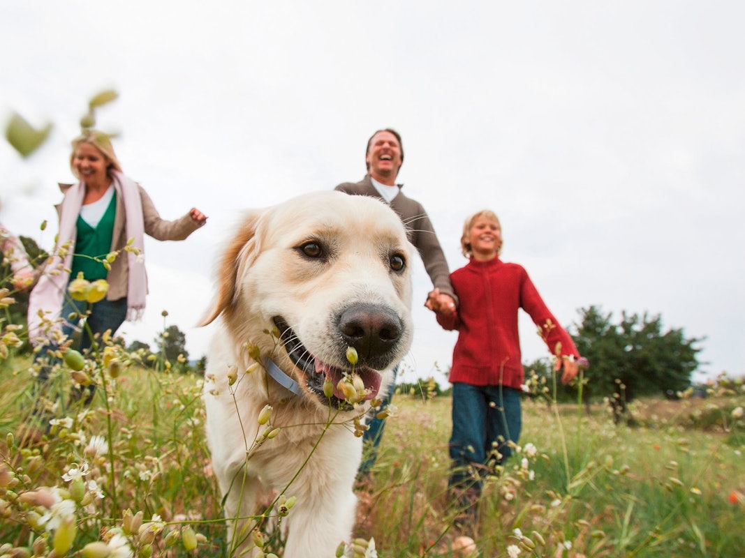 Auf dem Symbolbild ist ein Goldenretriever Hund mit seiner Familie auf einer Wiese zu sehen. Das Bild ist vom 11. März 2022.