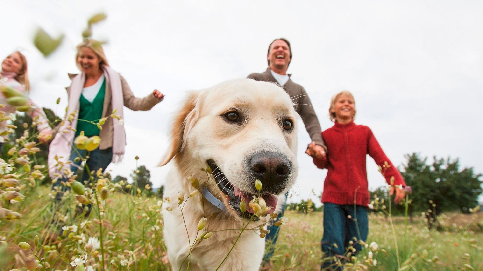 Auf dem Symbolbild ist ein Goldenretriever Hund mit seiner Familie auf einer Wiese zu sehen. Das Bild ist vom 11. März 2022.