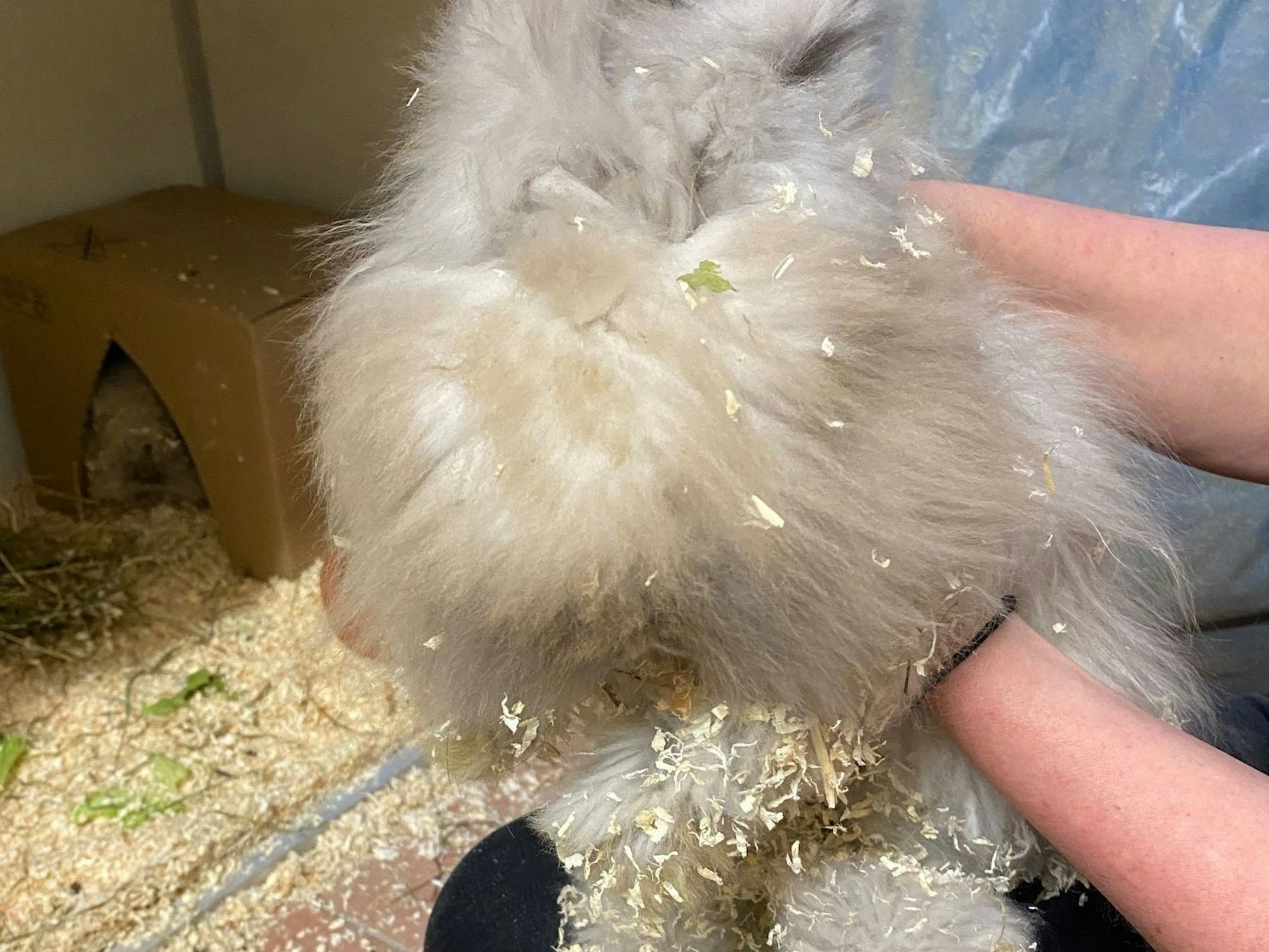 Das Fell eines Kaninchens ist so lang, dass es nichts mehr sehen kann.