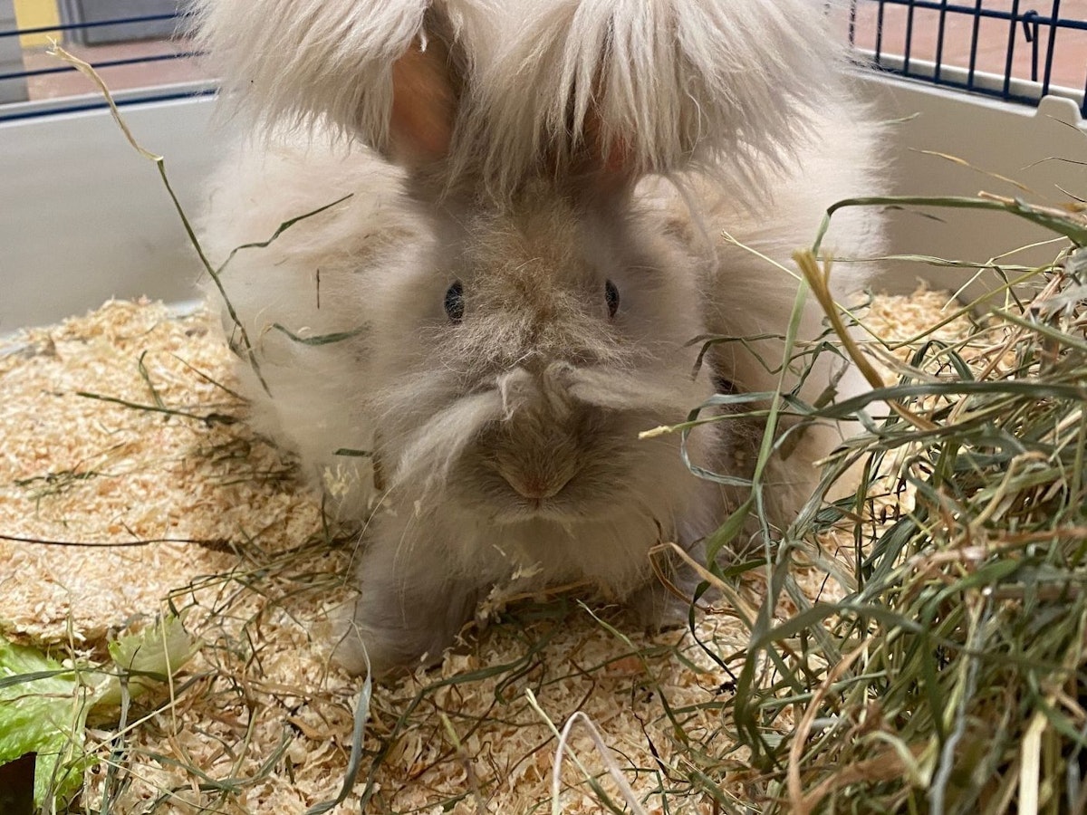 Einem Kaninchen wächst langes Fell am Körper, an den Ohren und aus der Nase.