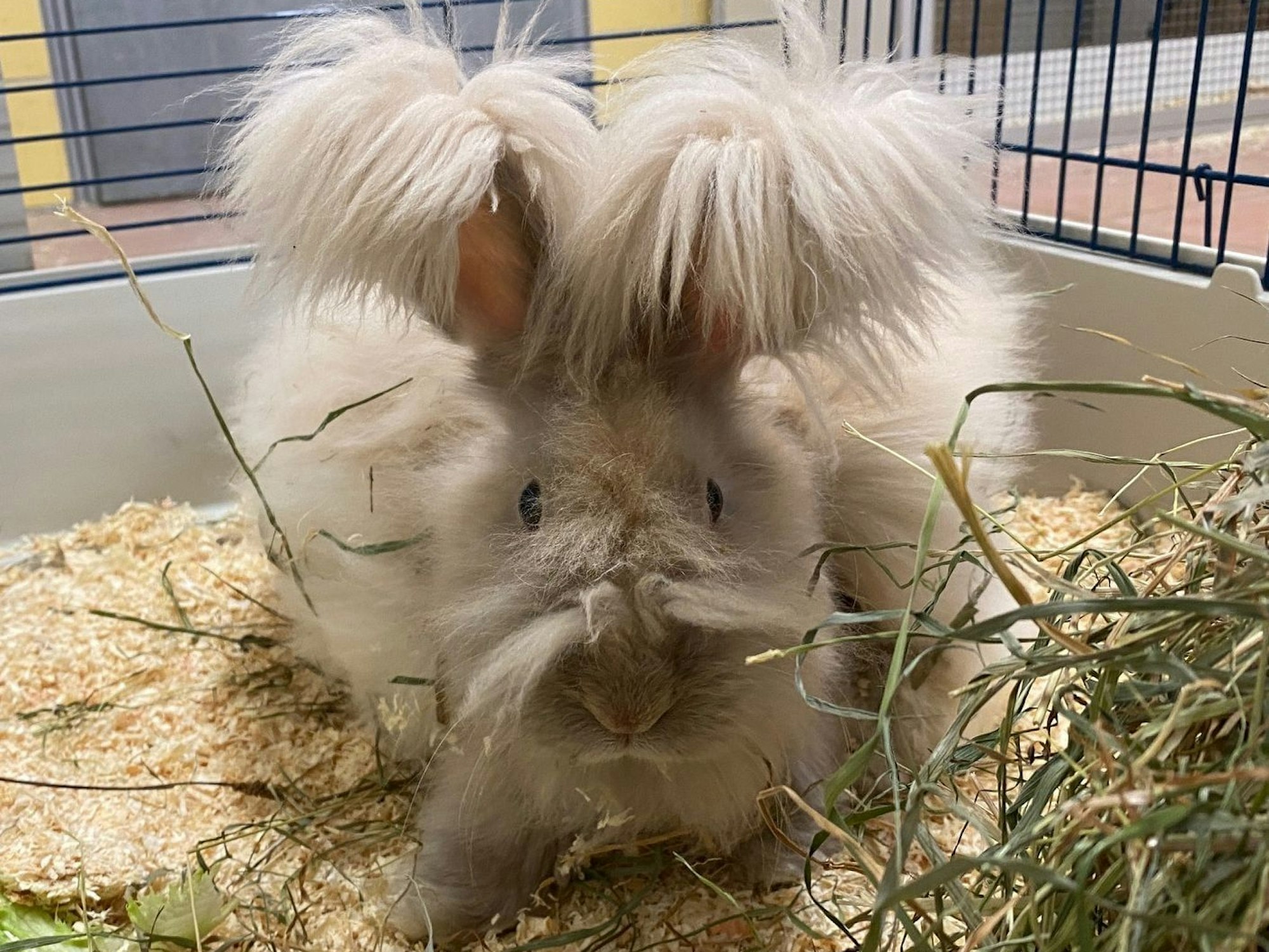 Einem Kaninchen wächst langes Fell am Körper, an den Ohren und aus der Nase.