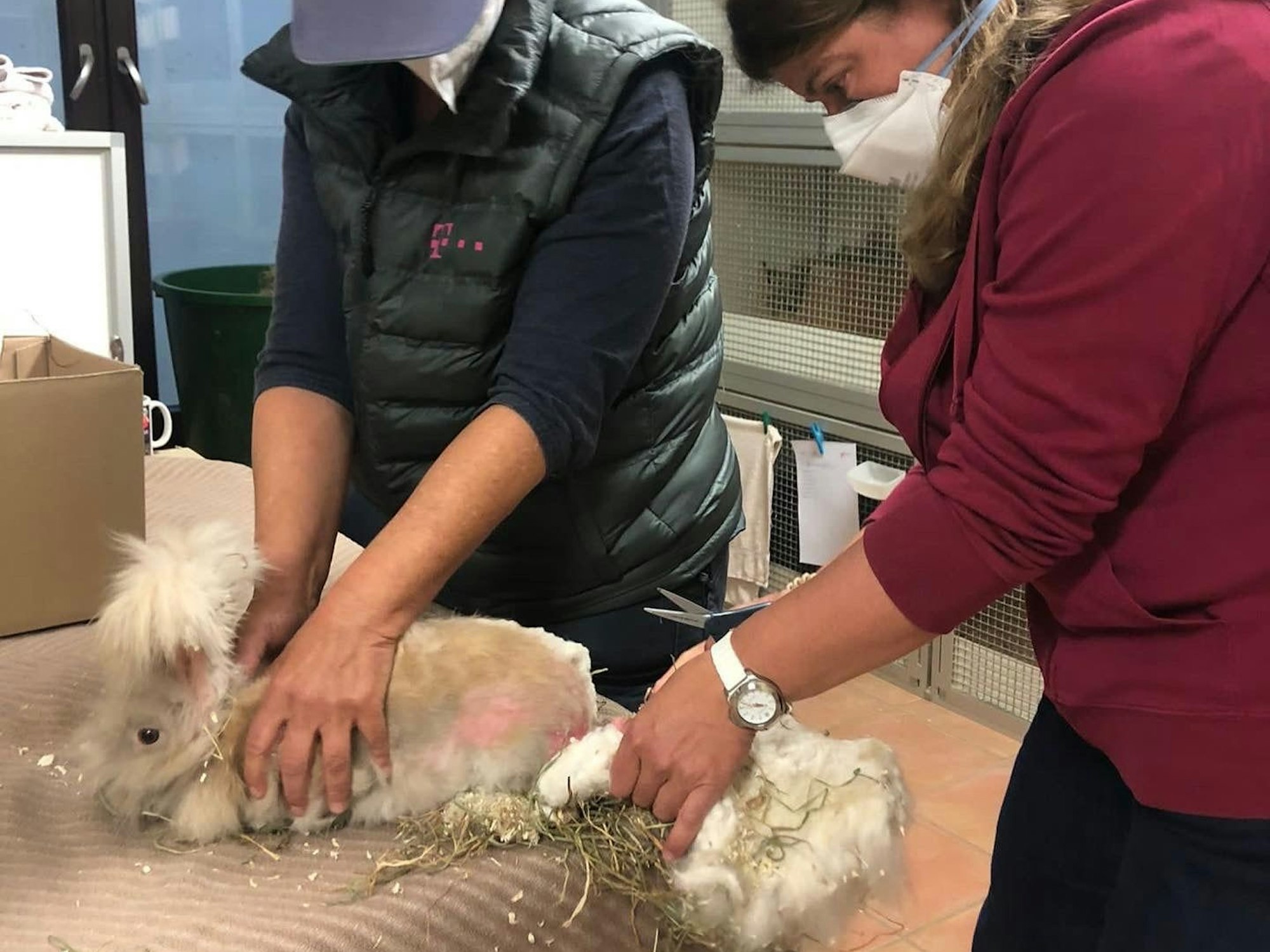 Eine Frau hält eine Schere, vor ihr ein Kaninchen, dem ein Großteil seines dicken Fells geschoren wurde.