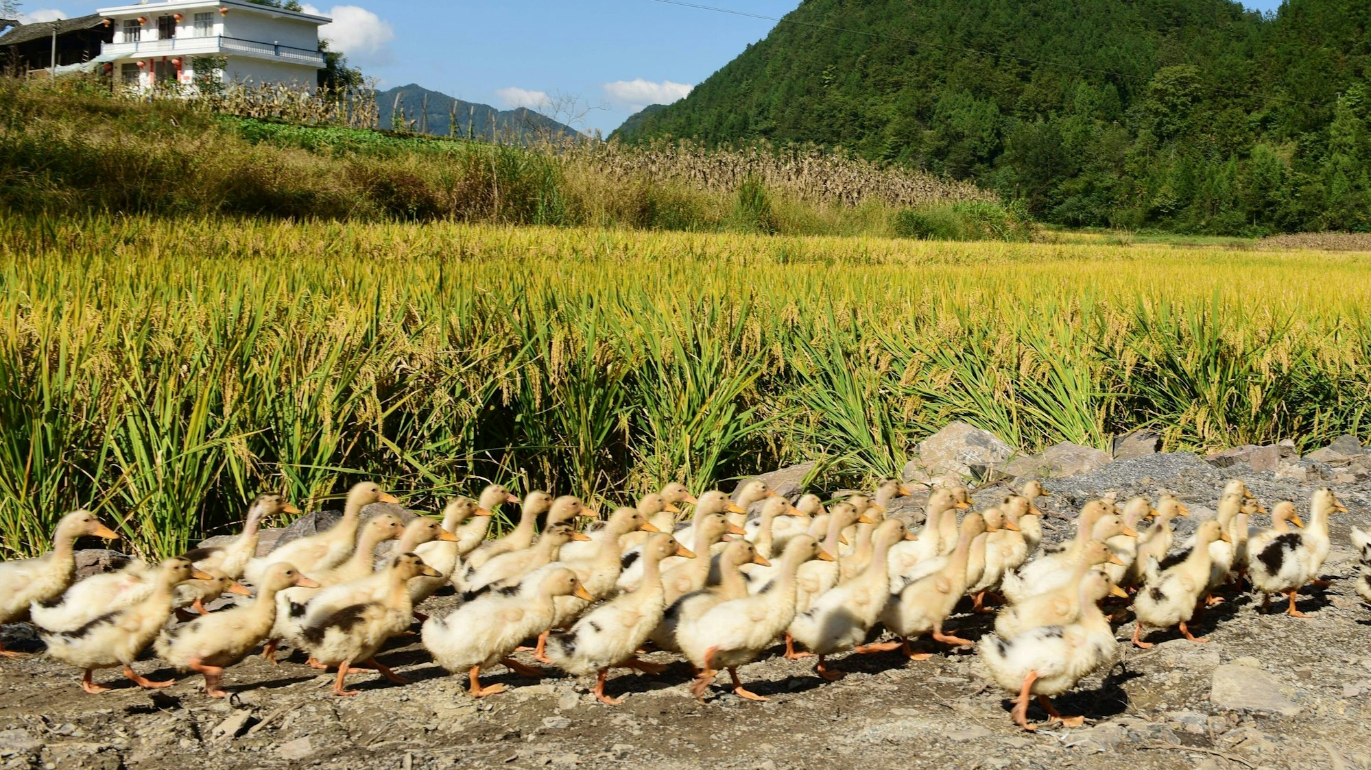 Enteherde auf einem Reisfeld