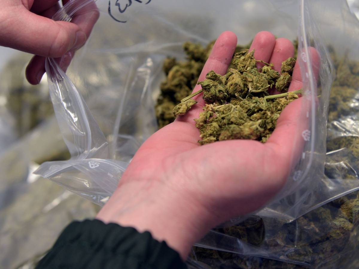 Eine Frau hält Marihuana in ihrer Hand.