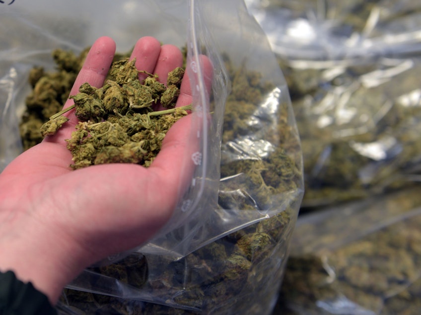 Eine Frau hält Marihuana in ihrer Hand.