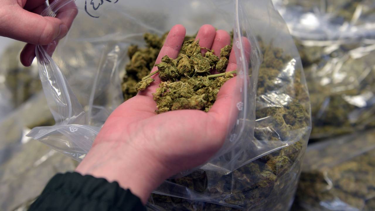 Eine Frau hält Marihuana in ihrer Hand.