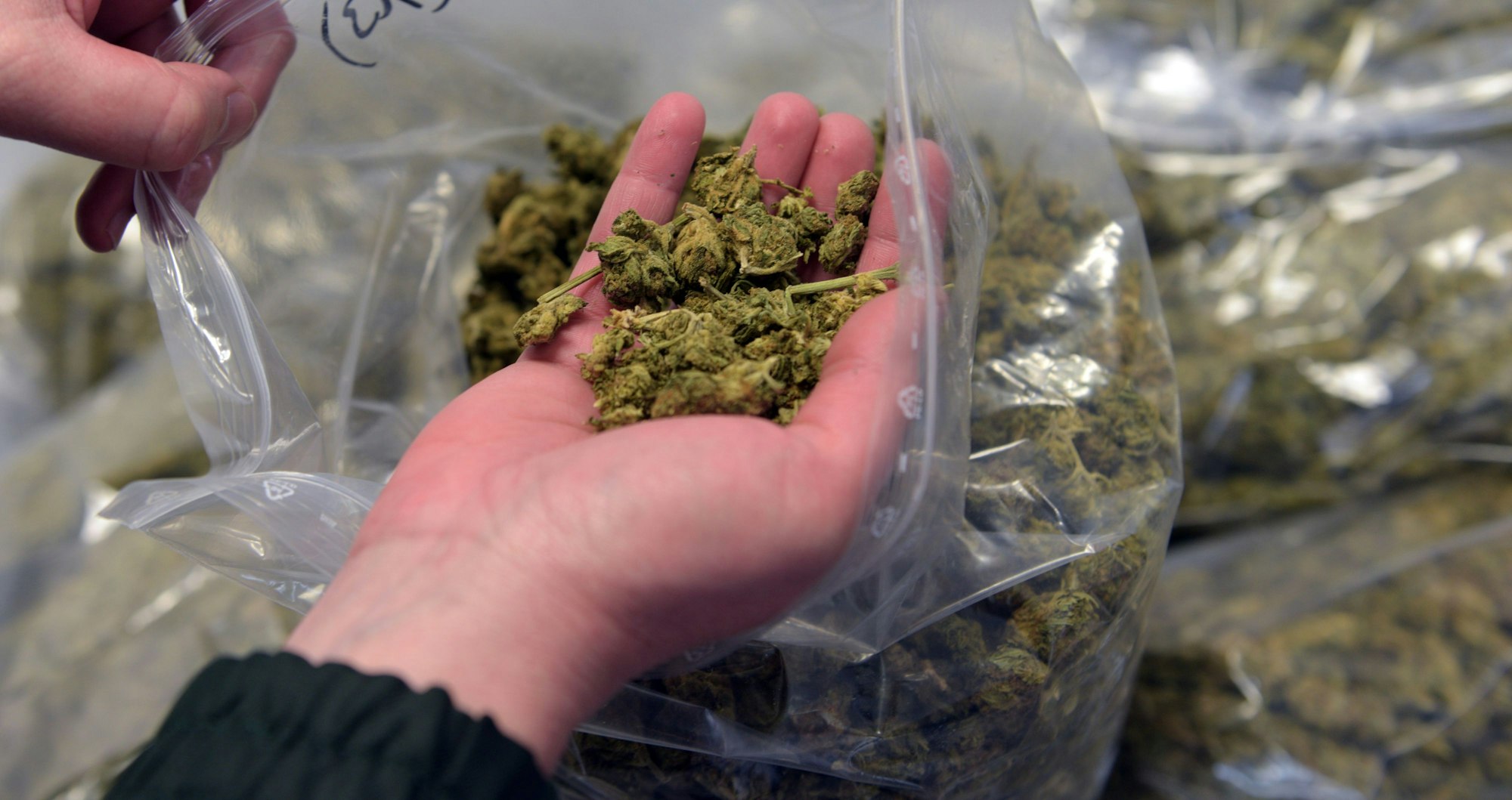 Eine Frau hält Marihuana in ihrer Hand.