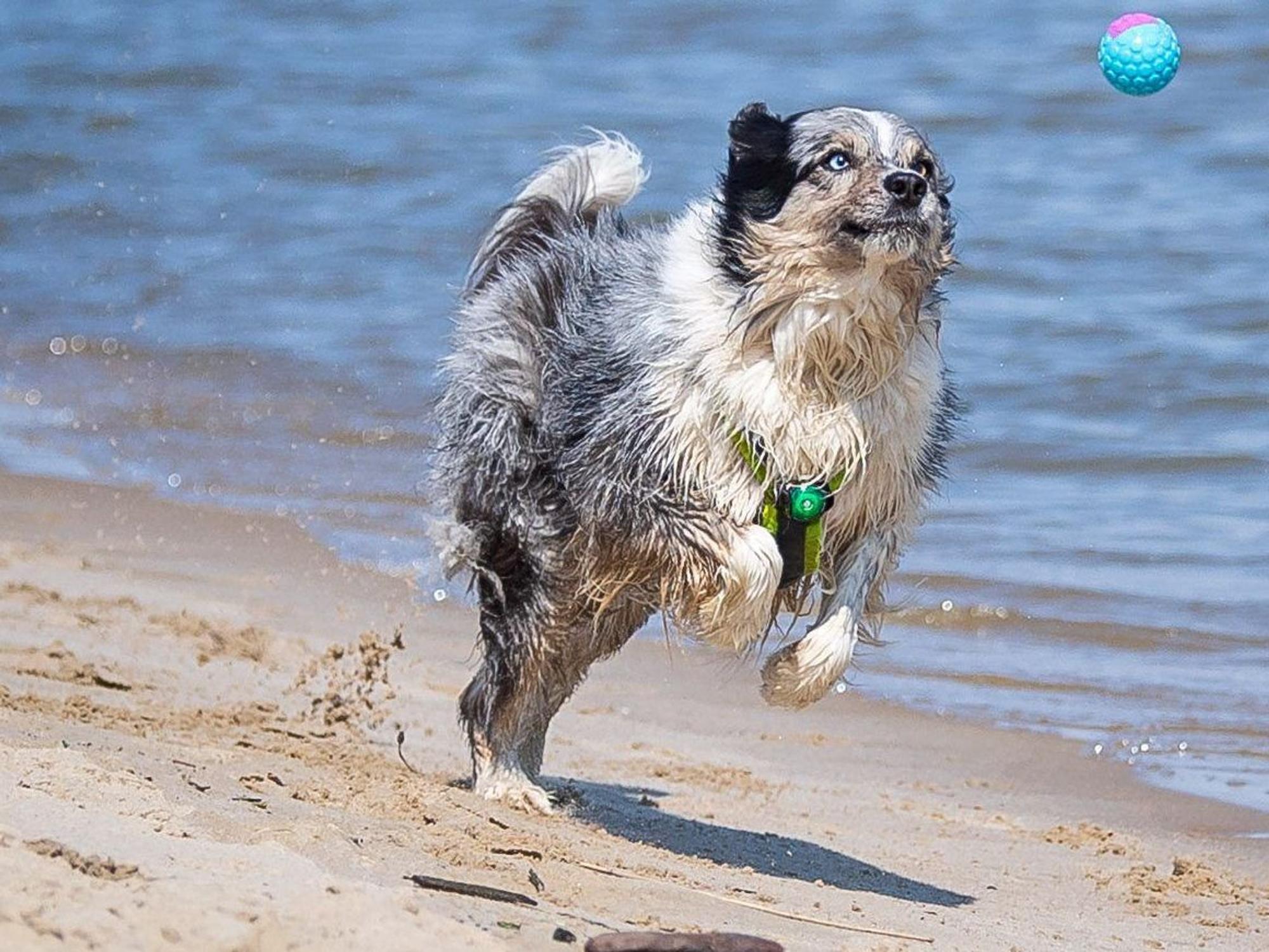 Vegane Ernährung für Hunde? Eine Studie hat jetzt positive Effekte entdeckt. Ein Australian Shepherd läuft am 26. April 2022 auf unserem Archivbild am Elbstrand einem Ball hinterher.
