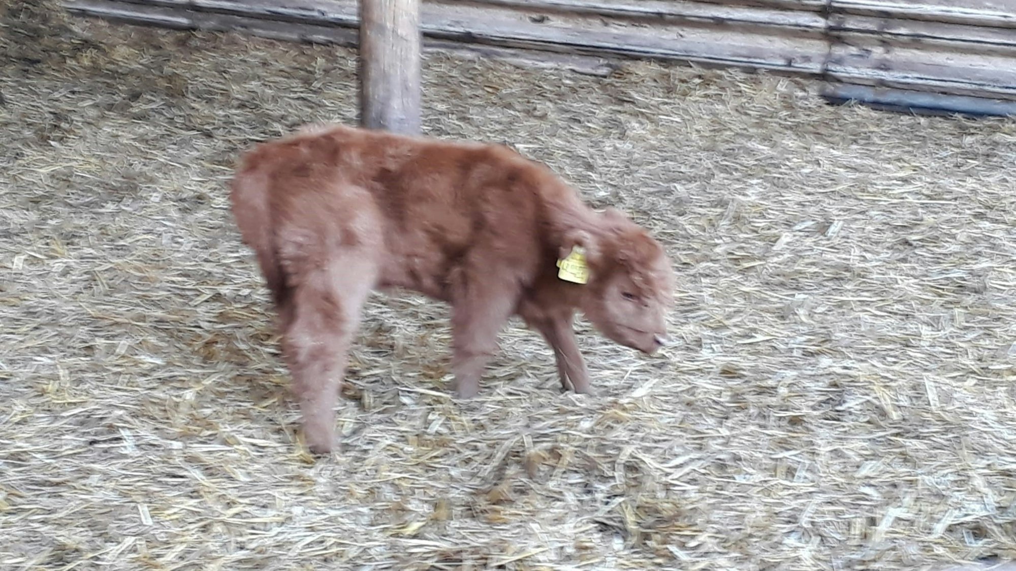 Ein Kalb steht auf Stroh.