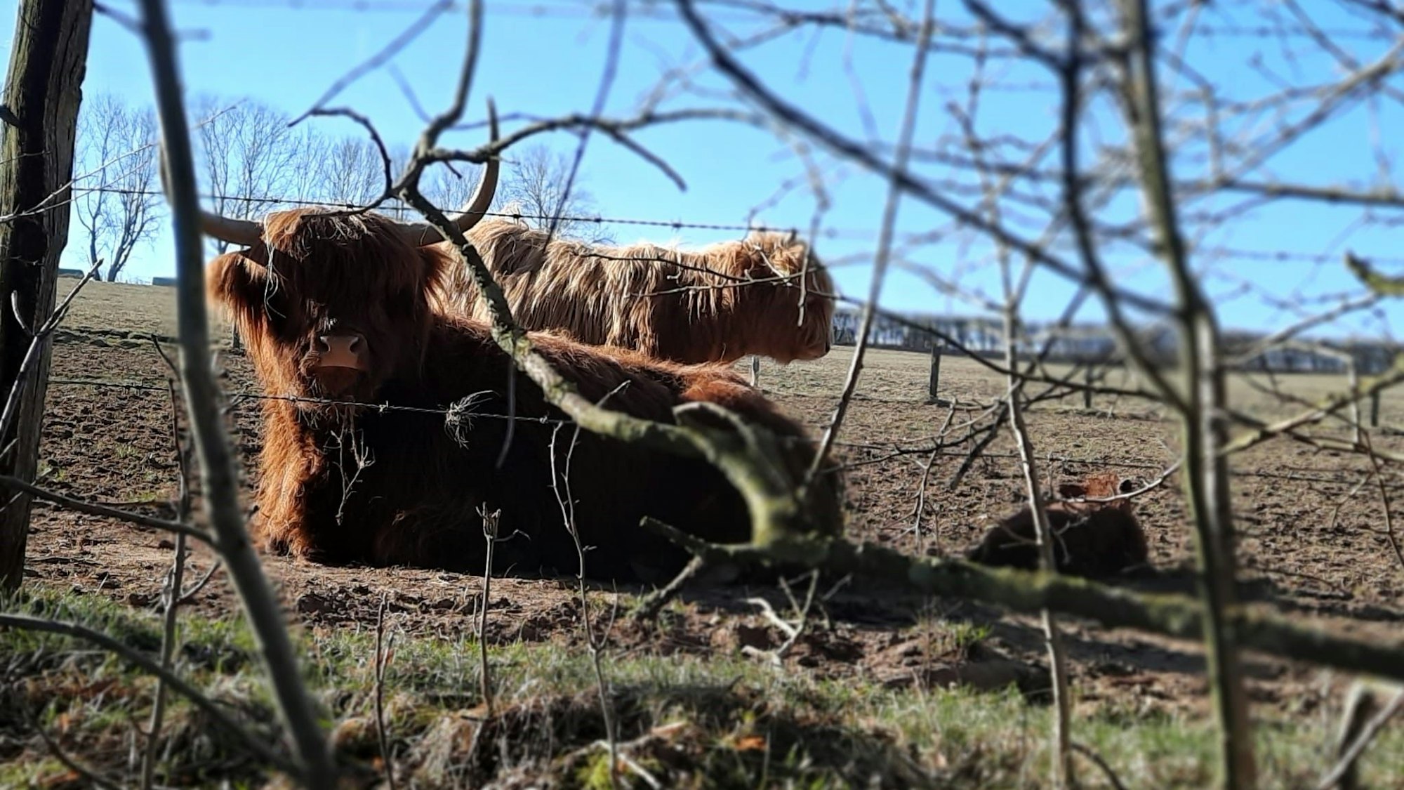 Eine Schottische Hochlandkuh liegt auf einer Weide, dahinter steht ihr Kalb.