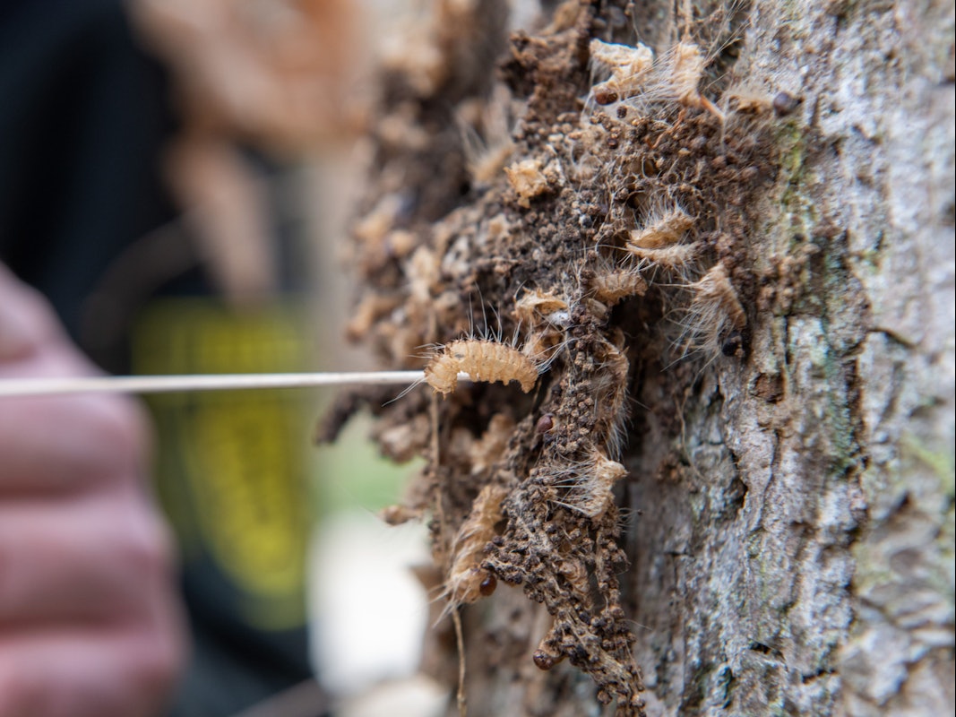 Vor allem die Brennhaare der Raupen können für Menschen gefährlich sein. An der Rinde einer Eiche befindet sich das Gespinst des Eichenprozessionsspinners (Foto vom 31. März 2022).