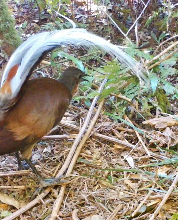 Das Videostandbild zeigt einen Braunrücken-Leierschwänz im Main Range National Park, Queensland. Forscher der Western Sydney University haben herausgefunden, dass die in Australien heimischen Leierschwänze auch selbst Lieder komponieren.