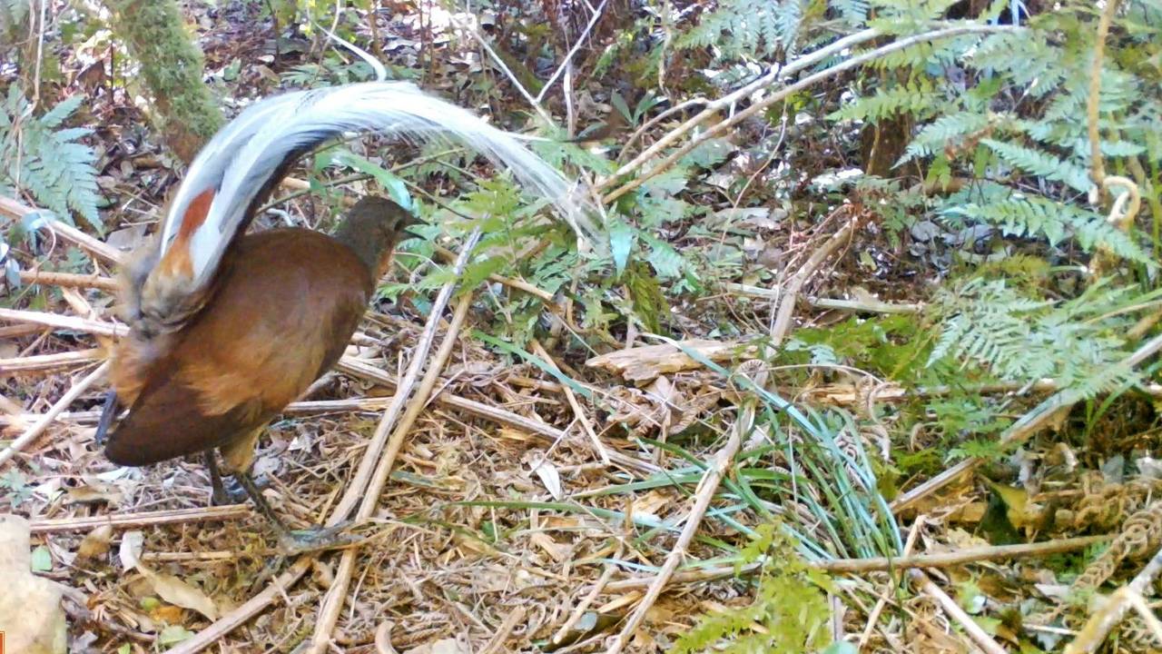 Das Videostandbild zeigt einen Braunrücken-Leierschwänz im Main Range National Park, Queensland. Forscher der Western Sydney University haben herausgefunden, dass die in Australien heimischen Leierschwänze auch selbst Lieder komponieren.