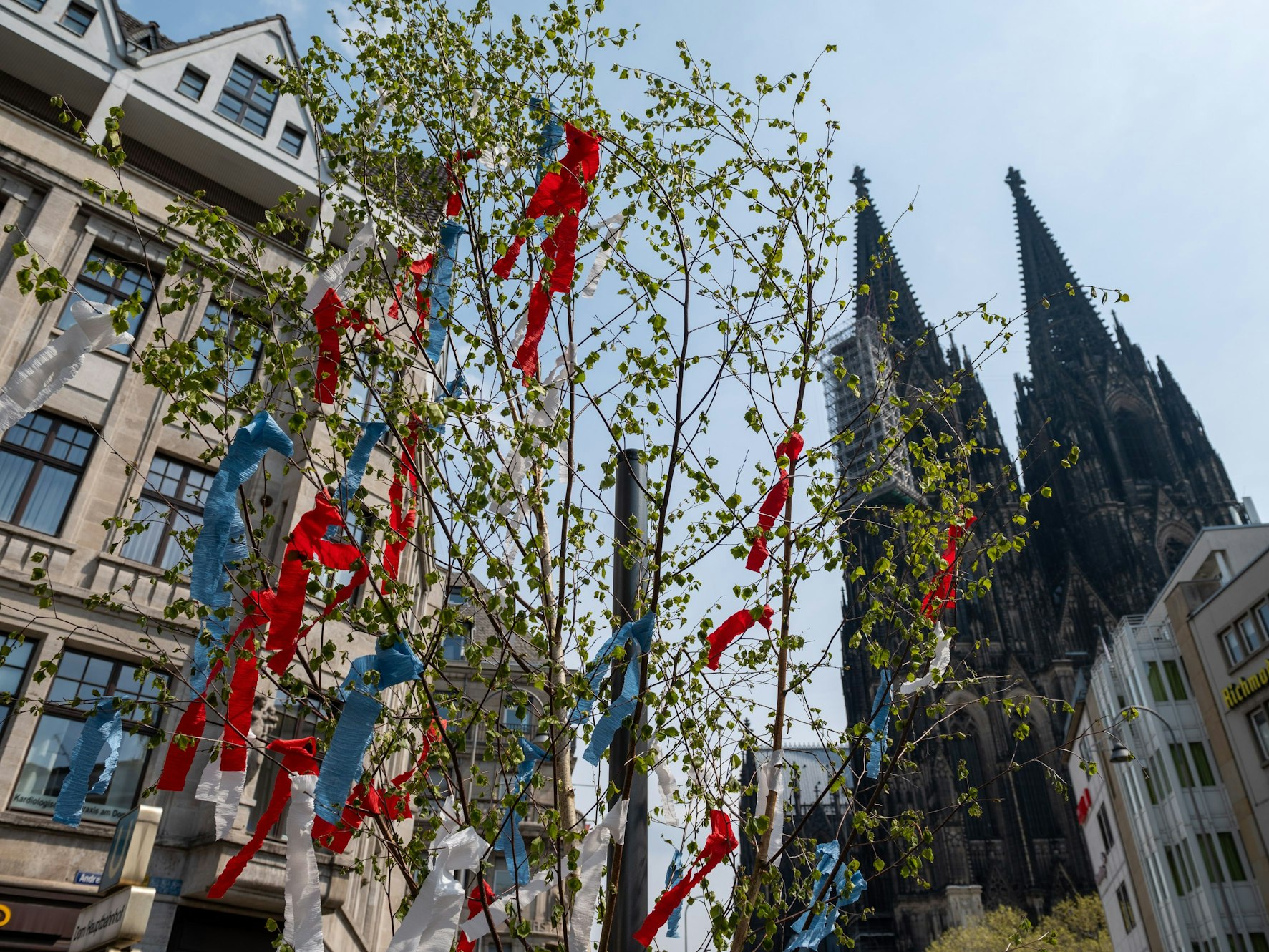 Ein Maibaum vor dem Kölner Dom.