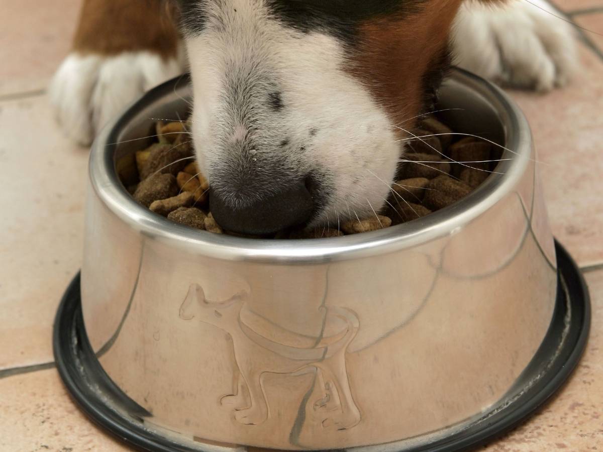 ARCHIV - ILLUSTRATION - Ein Berner Sennenhund frisst Trockenfutter, aufgenommen am 16.03.2006 in Berlin. Die Liebe zu Hund und Katz ist weiter ein großes Geschäft. Foto: Peer Grimm (zu dpa «Zum Kaffee nun auch Hundefutter - Heimtierbedarf boomt online» vom 10.07.2012) +++ dpa-Bildfunk +++
