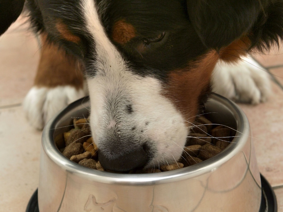 ARCHIV - ILLUSTRATION - Ein Berner Sennenhund frisst Trockenfutter, aufgenommen am 16.03.2006 in Berlin. Die Liebe zu Hund und Katz ist weiter ein großes Geschäft. Foto: Peer Grimm (zu dpa «Zum Kaffee nun auch Hundefutter - Heimtierbedarf boomt online» vom 10.07.2012) +++ dpa-Bildfunk +++
