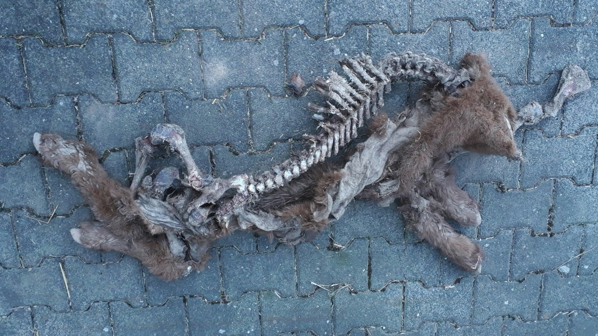 Das Gerippe mit etwas Fell eines Kalbes liegt auf dem steinernen Boden.