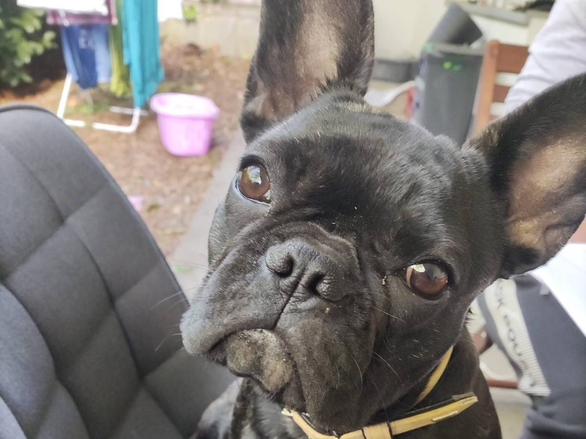 Die Französische Bulldogge Miss Marple (7 Monate)
