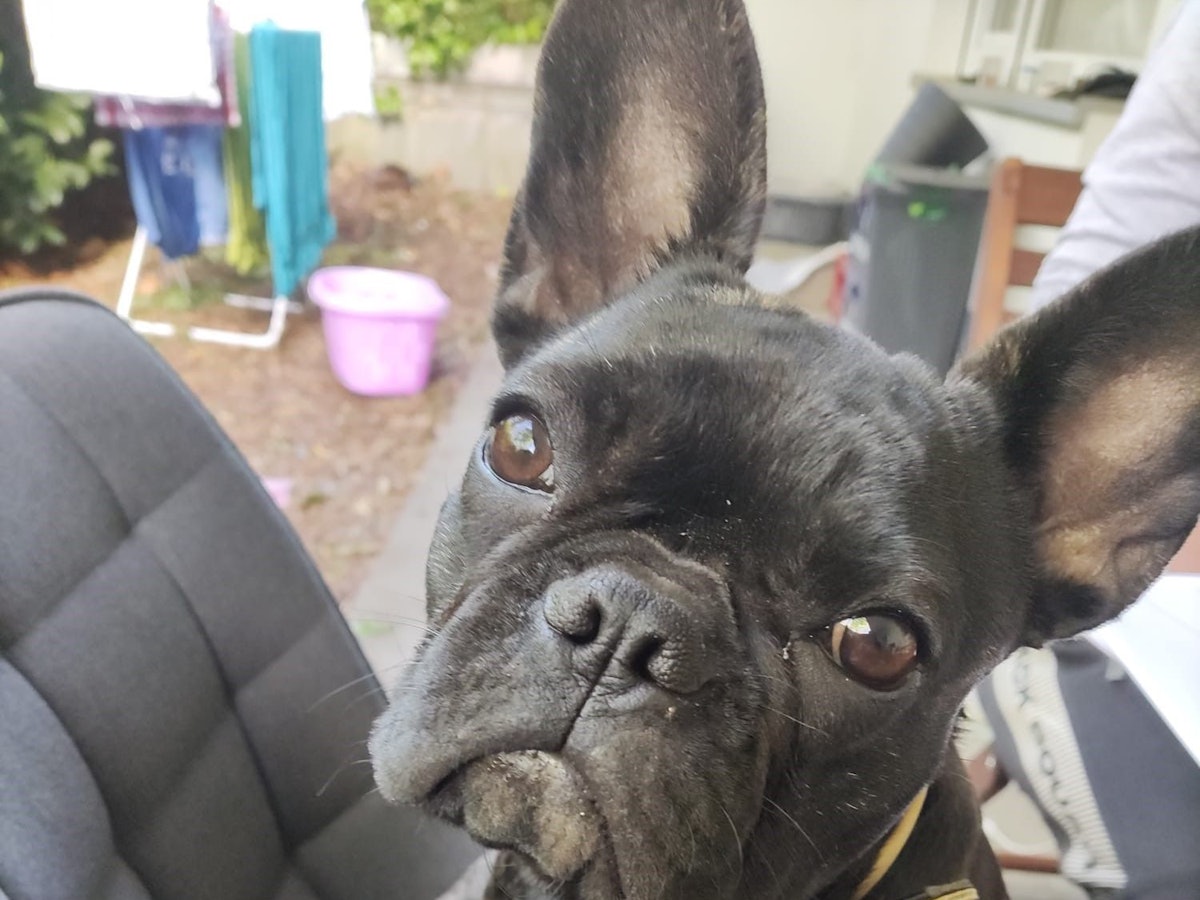 Die Französische Bulldogge Miss Marple (7 Monate)