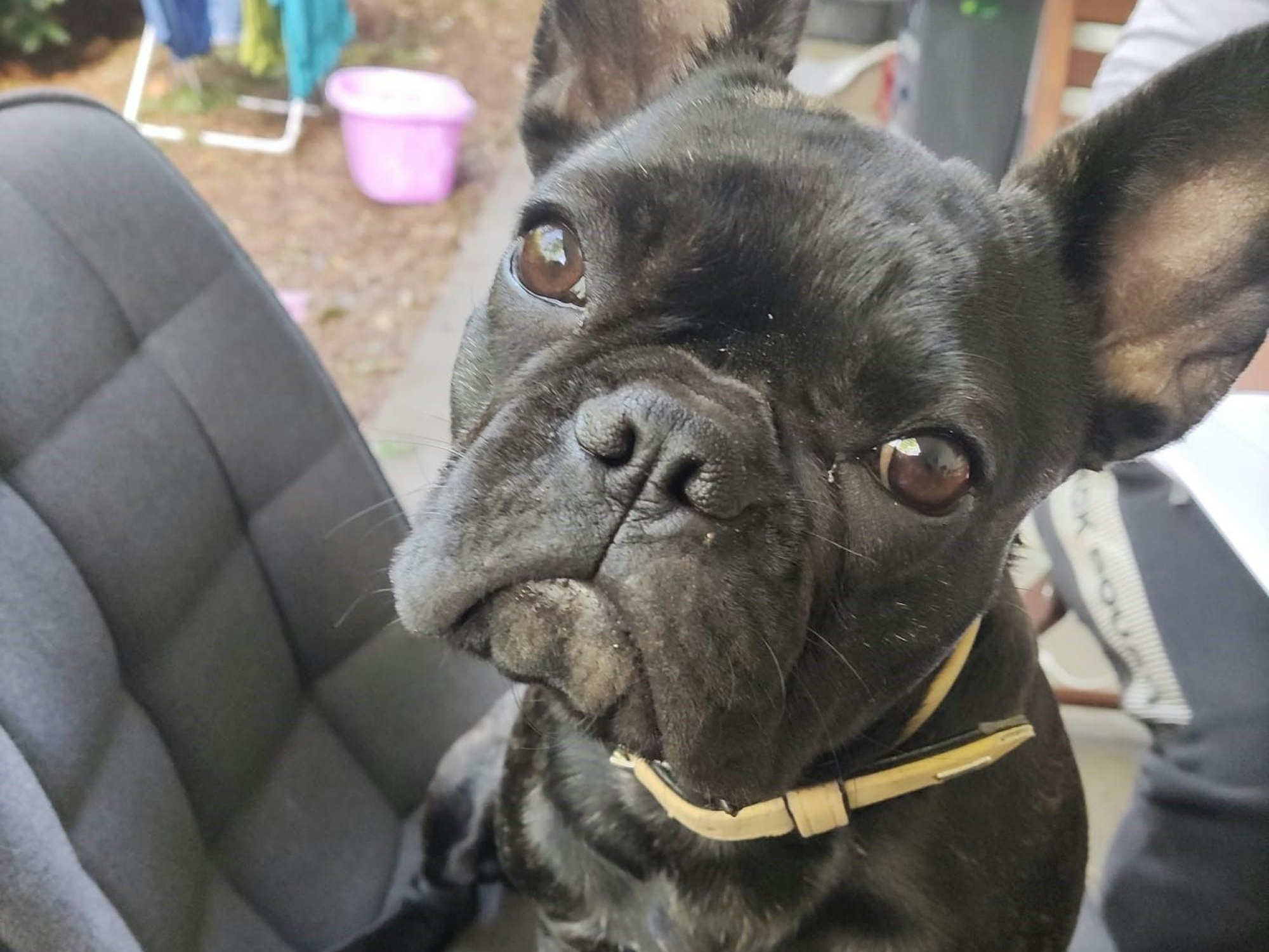 Die Französische Bulldogge Miss Marple (7 Monate)