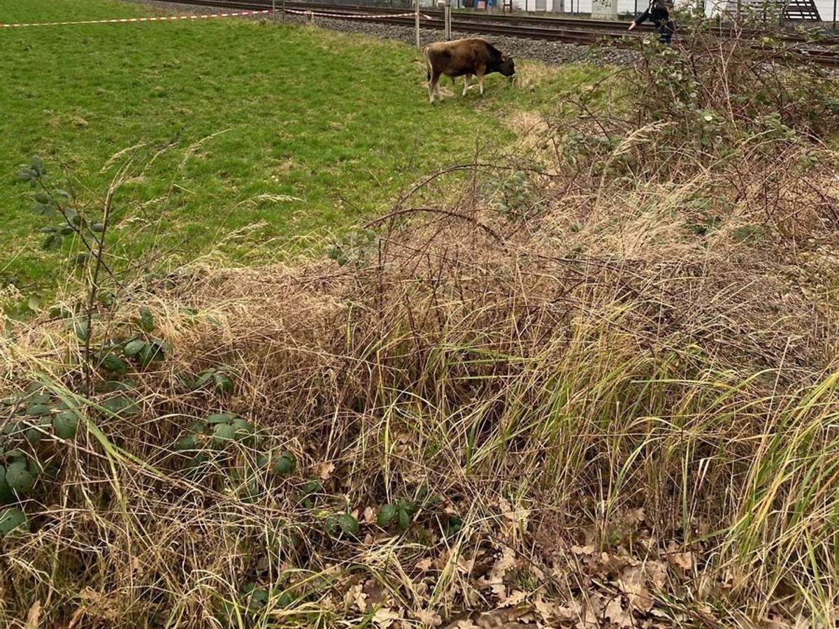 Eine Kuh friss direkt an Bahngleisen, ein Bundespolizist nähert sich ihr mit ausgestreckter Hand.