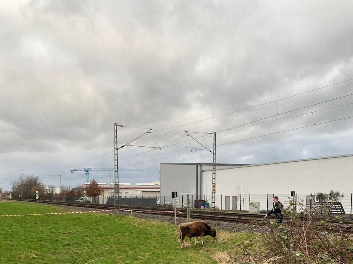 Eine Kuh friss direkt an Bahngleisen, ein Bundespolizist nähert sich ihr mit ausgestreckter Hand.