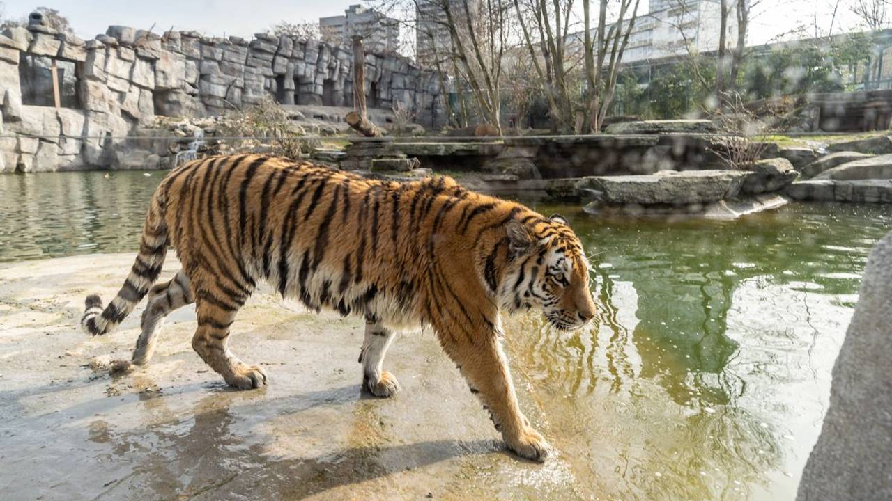 Tiger geht durch sein Gehege im Kölner Zoo.