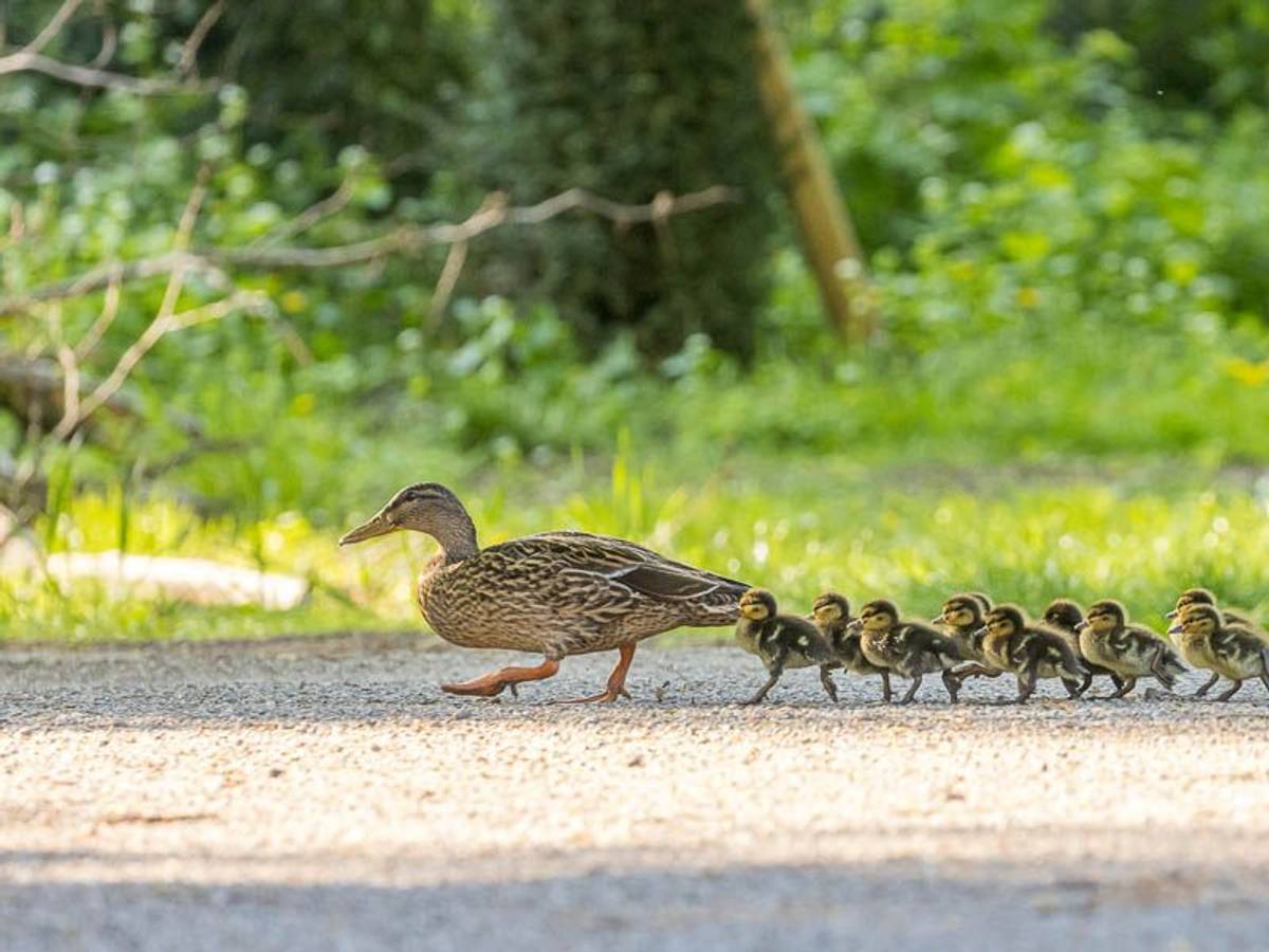 Eine Entenfamilie watschelt durch Köln. Die Vögel waren auf der Flucht vor aggressiven Erpeln.