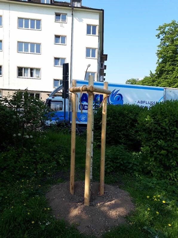 Das Foto zeigt einen Birkenstamm – der obere Bereich wurde abgehackt.