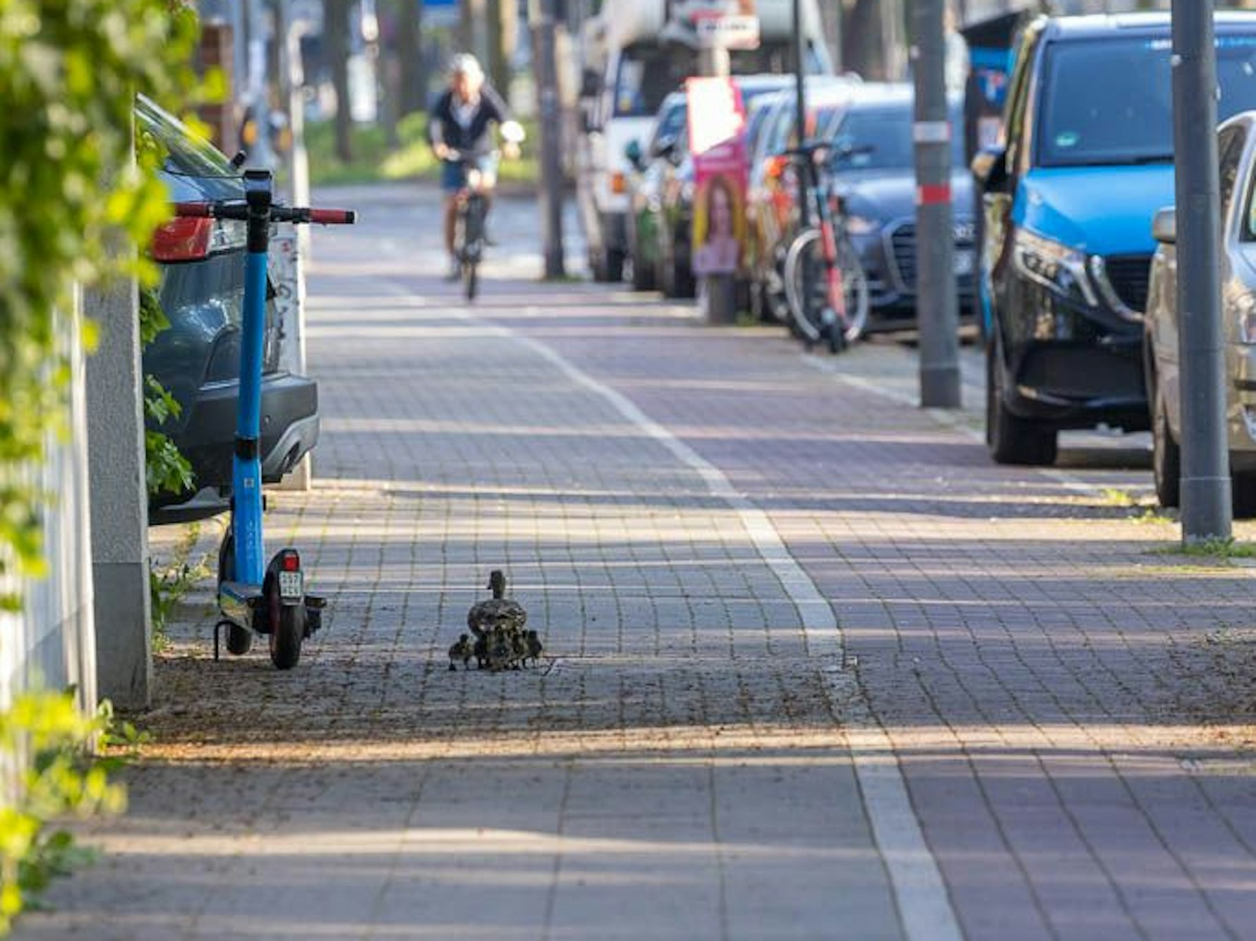 Eine Entenfamilie watschelt durch Köln. Die Vögel waren auf der Flucht vor aggressiven Erpeln.