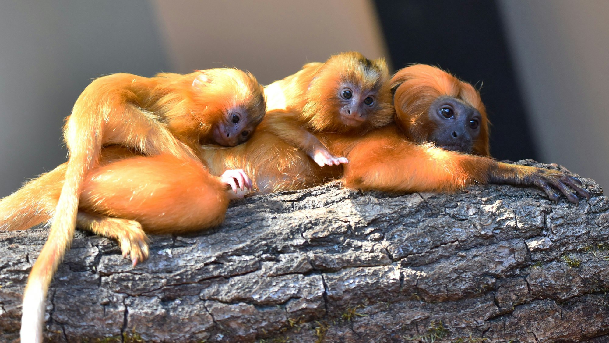 Zwei Jungtiere bei den Goldgelben Löwenäffchen mit ihrer Mutter.