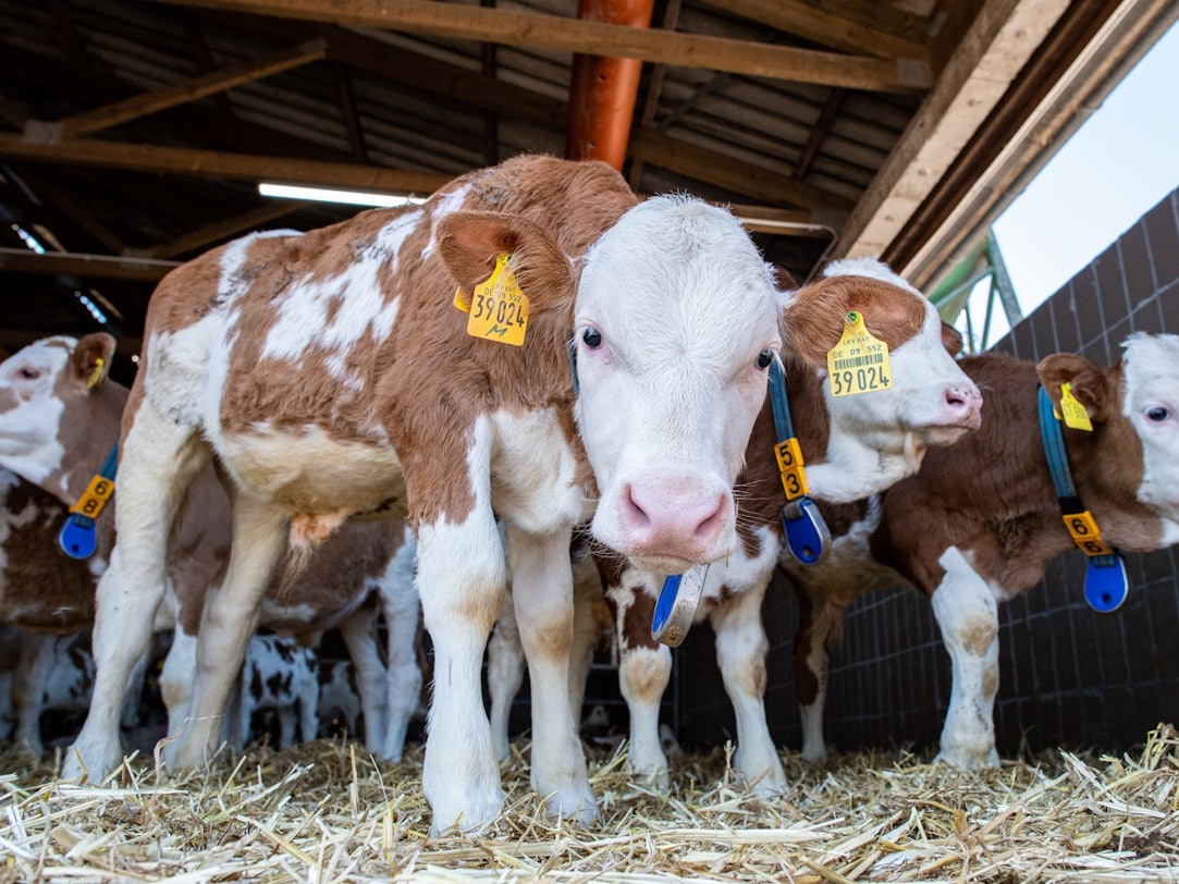 Kälber stehen im Stall eines Bullenmastbetriebs.