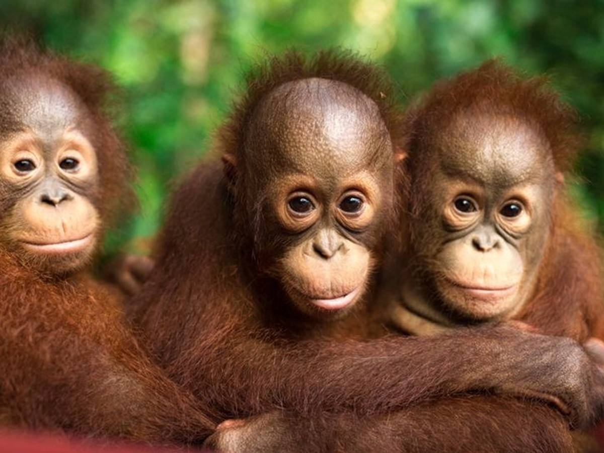 Drei Baby-Orang-Utans in der Rettungsstation Samboja Lestari.
