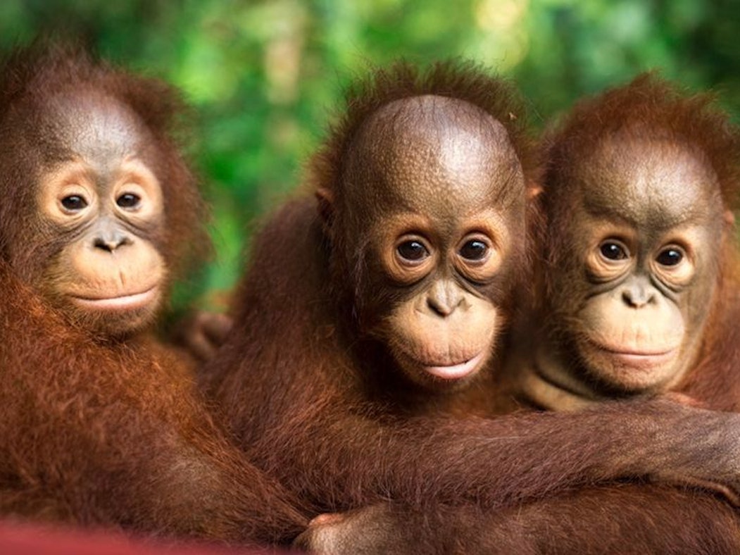 Drei Baby-Orang-Utans in der Rettungsstation Samboja Lestari.