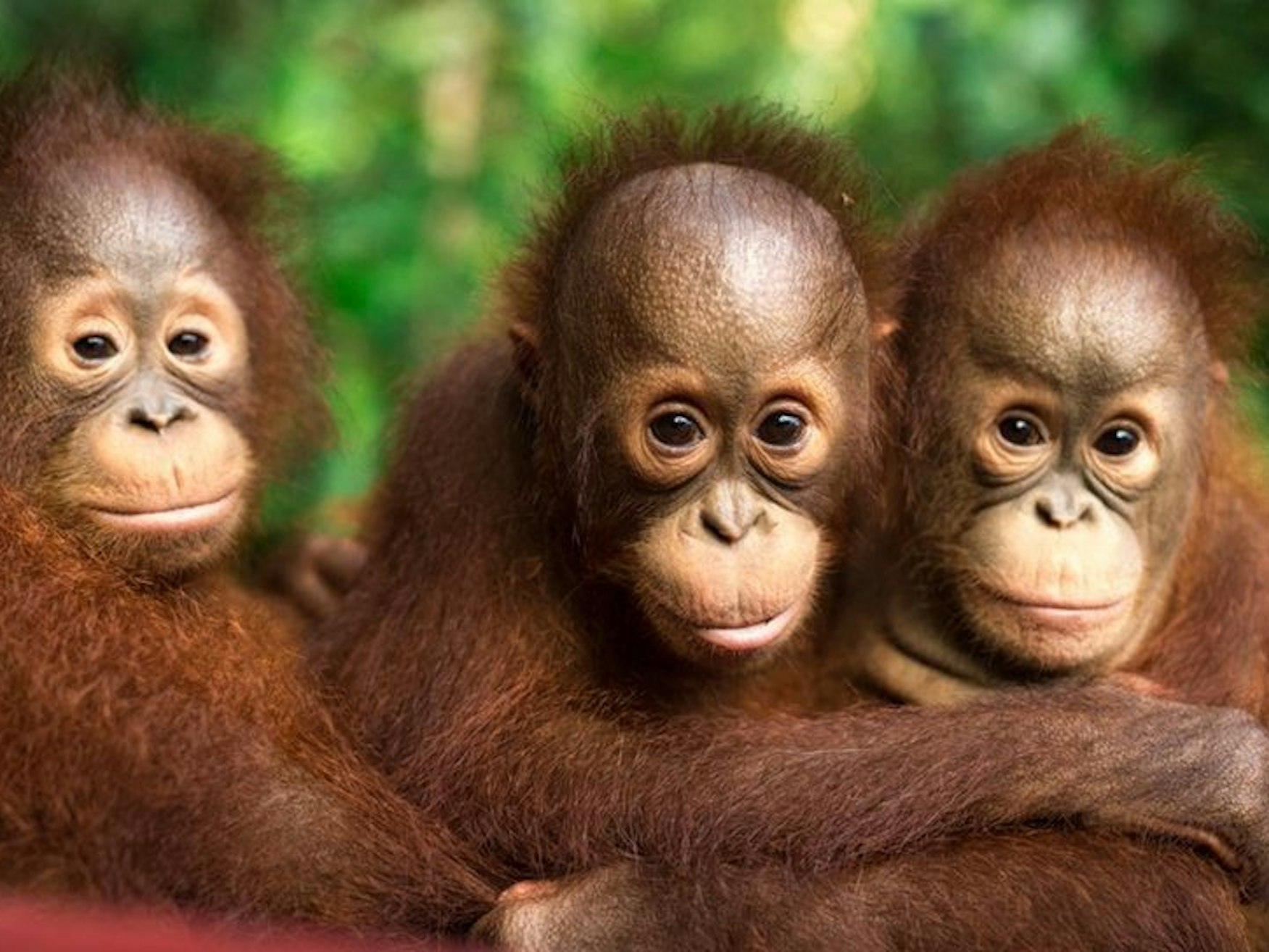 Drei Baby-Orang-Utans in der Rettungsstation Samboja Lestari.