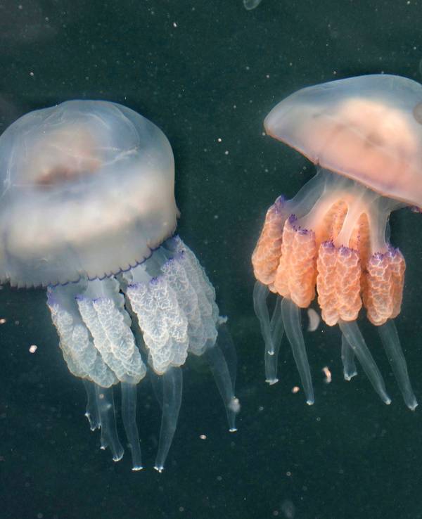 Zwei verschieden farbige Quallen schwimmen im Wasser. Das Bild entstand am 04.Oktober 2021