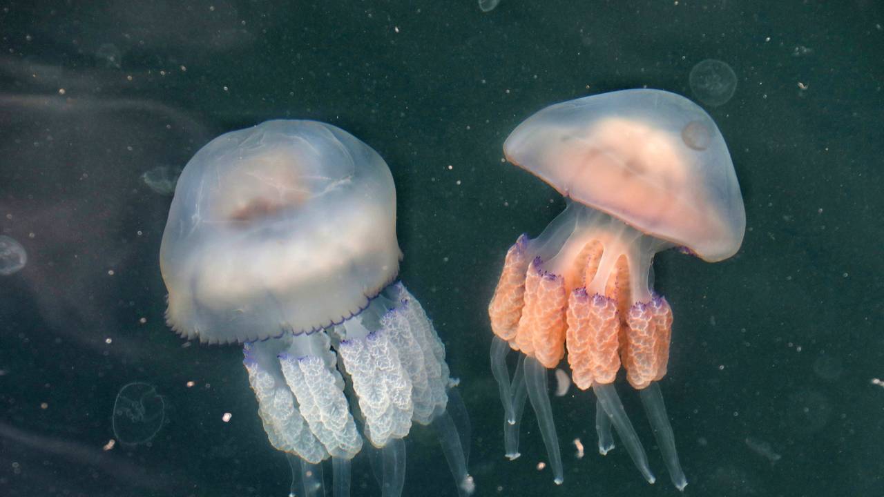 Zwei verschieden farbige Quallen schwimmen im Wasser. Das Bild entstand am 04.Oktober 2021