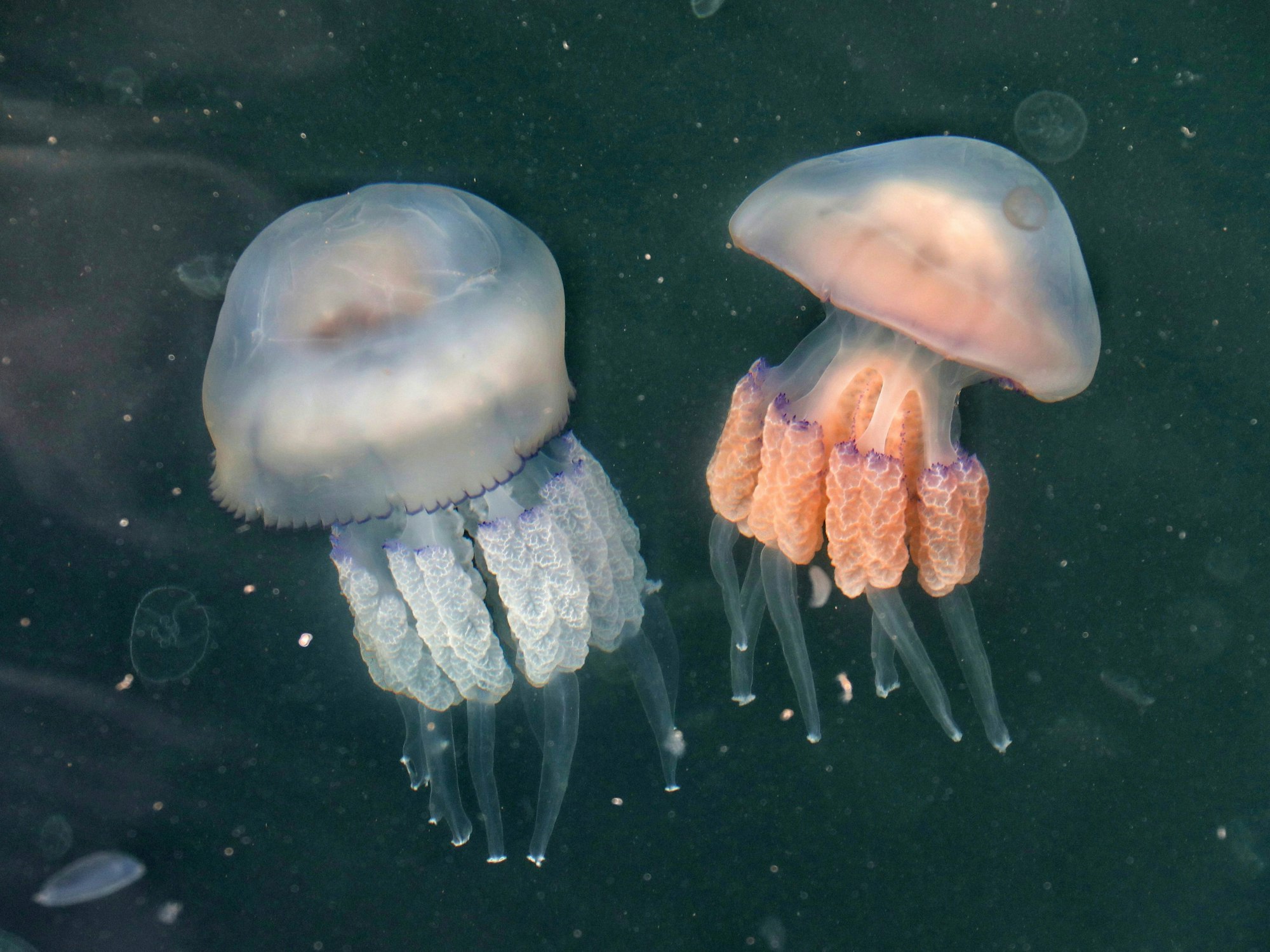 Zwei verschieden farbige Quallen schwimmen im Wasser. Das Bild entstand am 04.Oktober 2021