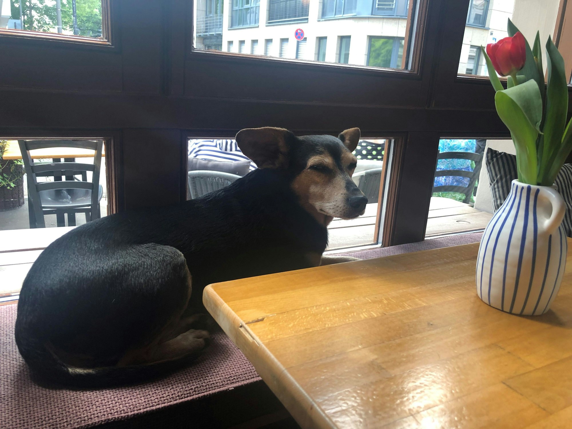 Hund Sunny sitzt auf einer Fensterbank im Café Haptilu.