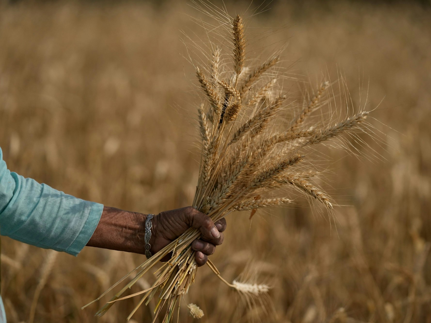 Ein Bauer hält ein Bündel Weizenähren in der Hand (undatiertes Foto). Der zweitgrößte Weizenproduzent Indien hat den Export von Weizen nun mit sofortiger Wirkung verboten.