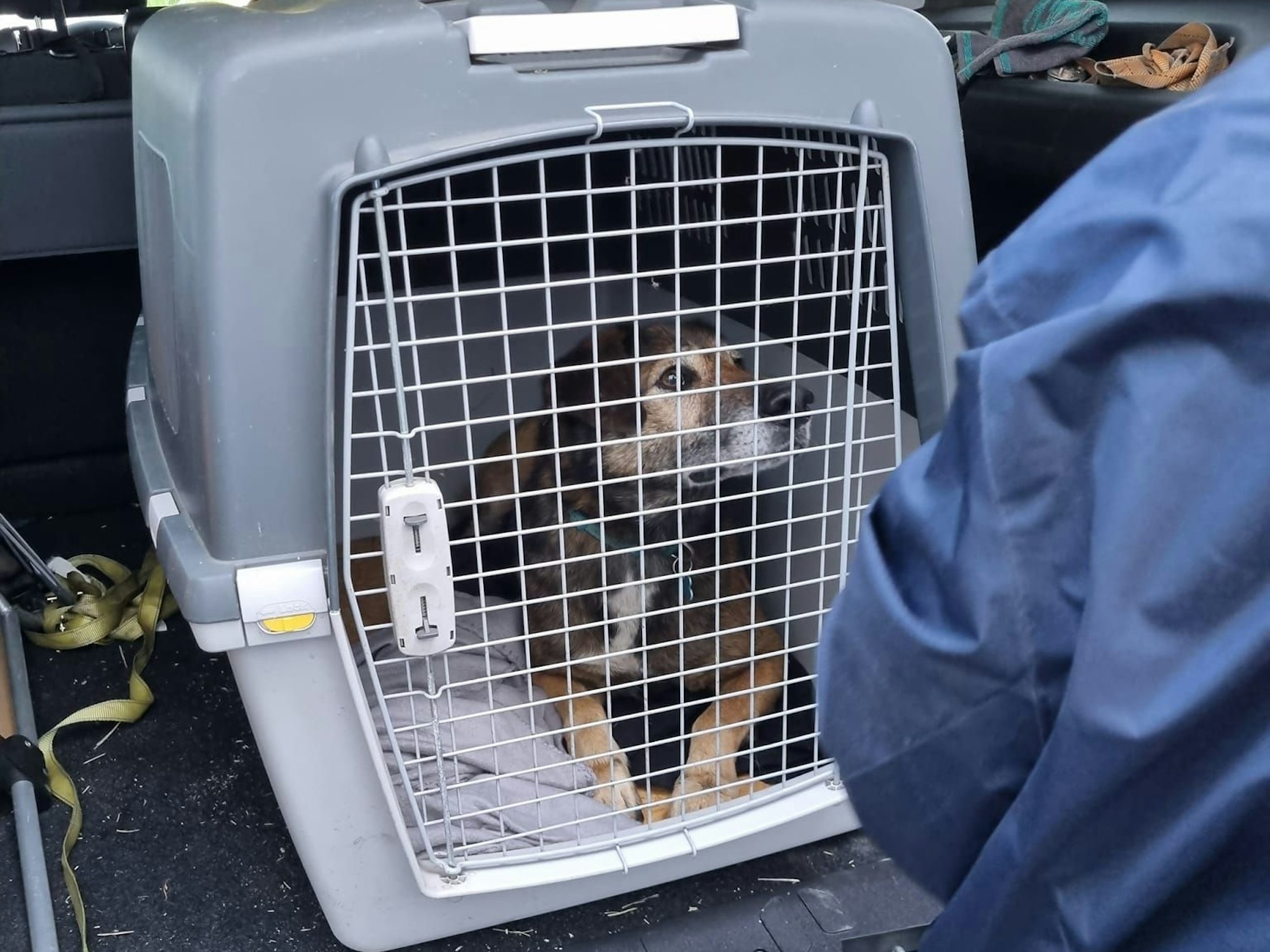 Hündin Leya liegt in ihrer Transportbox im Kofferraum eines Autos.