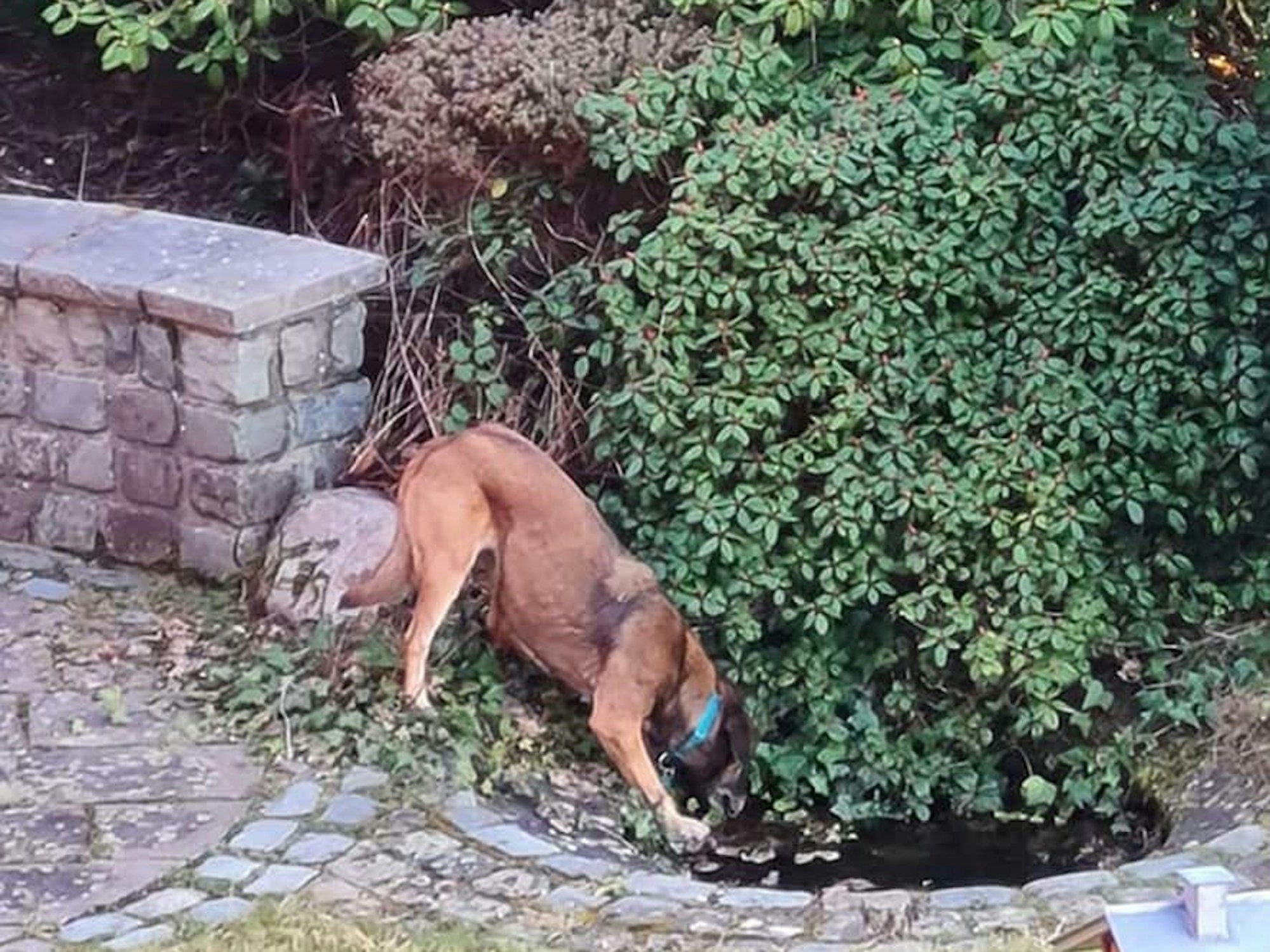 Hündin Leya mit türkisem Halsband trinkt an einer kleinen Wasserstelle.
