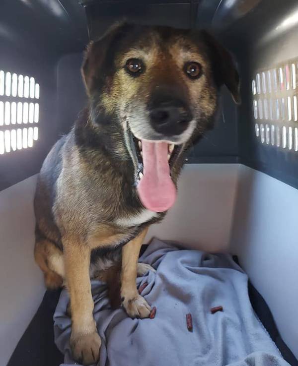 Hündin Leya aus Neunkirchen-Seelscheid, die seit drei Monaten vermisst wurde, sitzt in einer Transportbox im Kofferraum eines Autos.