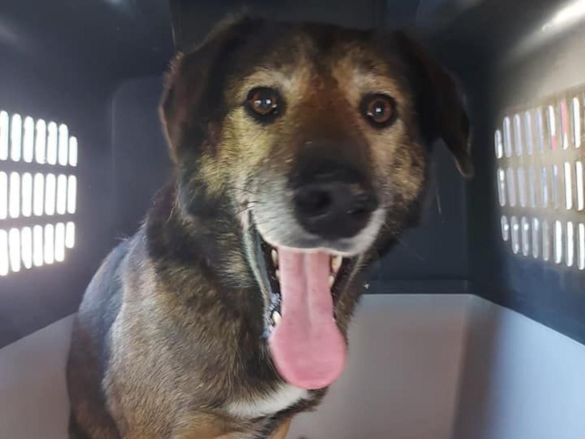 HĂŒndin Leya aus Neunkirchen-Seelscheid, die seit drei Monaten vermisst wurde, sitzt in einer Transportbox im Kofferraum eines Autos.