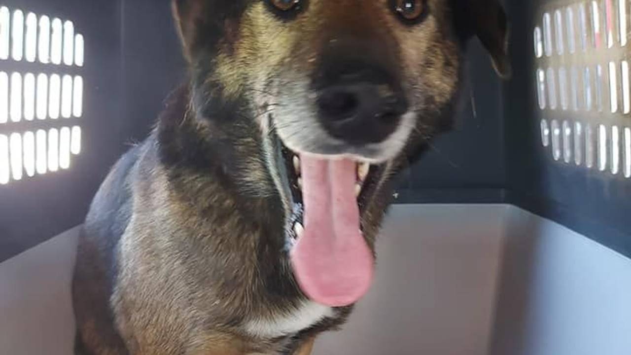 Hündin Leya aus Neunkirchen-Seelscheid, die seit drei Monaten vermisst wurde, sitzt in einer Transportbox im Kofferraum eines Autos.