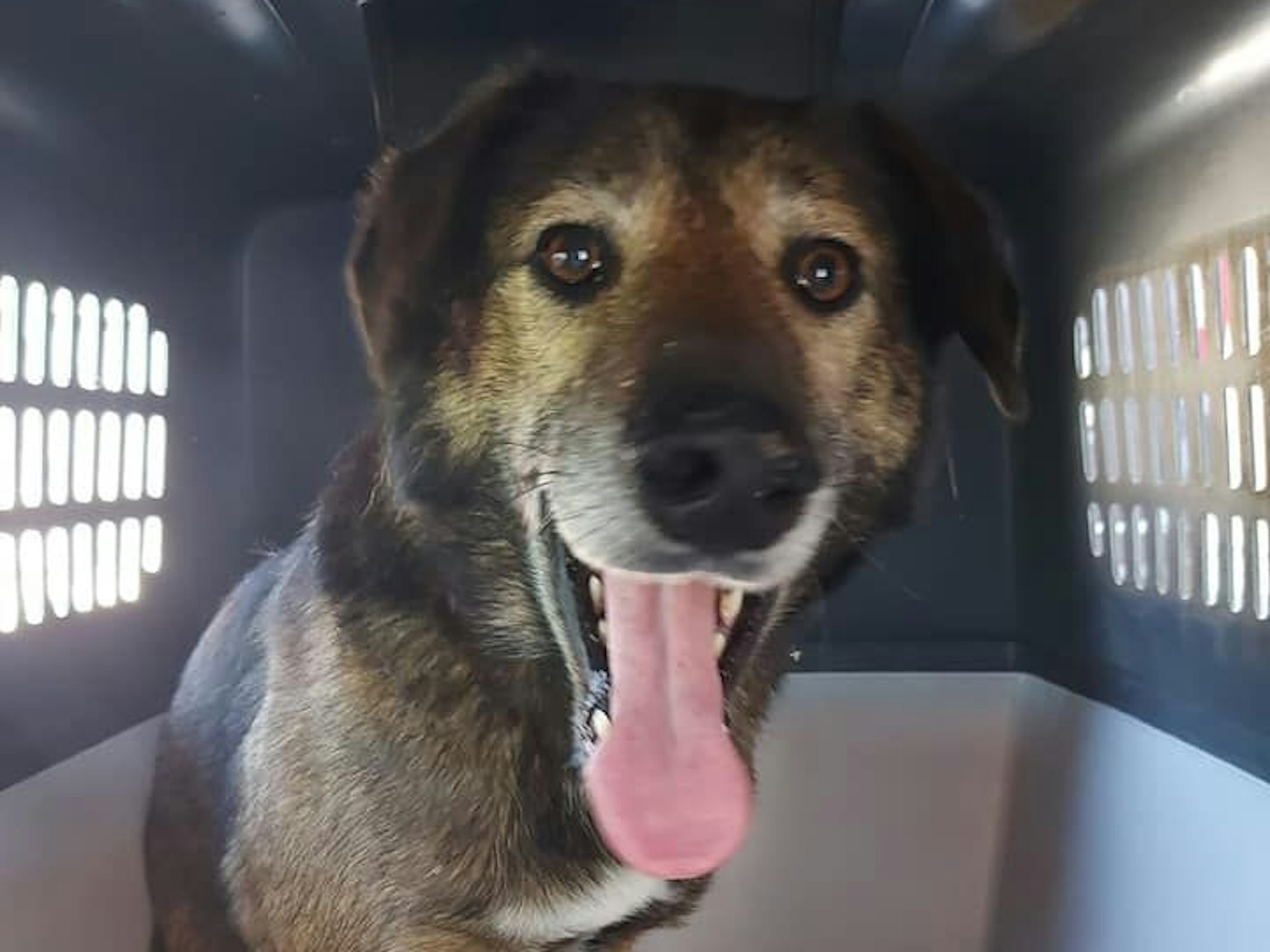 Hündin Leya aus Neunkirchen-Seelscheid, die seit drei Monaten vermisst wurde, sitzt in einer Transportbox im Kofferraum eines Autos.