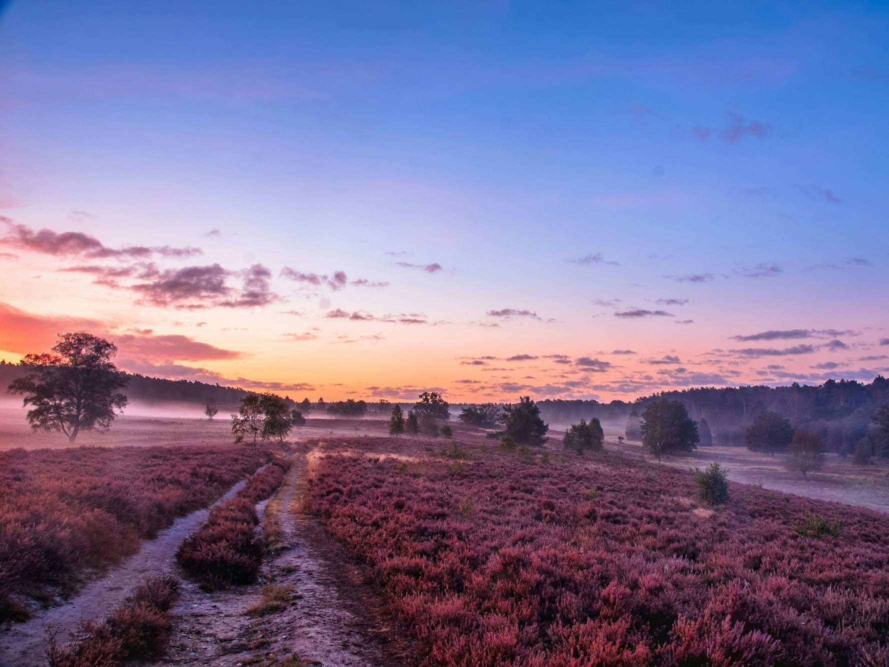 Die Lüneburger Heide ist ein beliebtes Ziel für einen Tagesausflug in Niedersachsen.